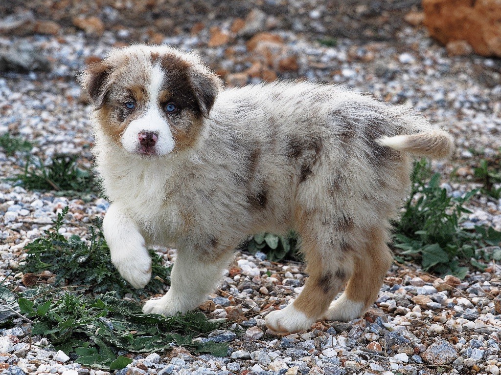 Du Souffle Des Corbières - Berger Australien - Portée née le 14/01/2024